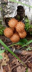 IMG_20260714_100254_275.thumb.jpg.00c942be502fe6f9aa149f819dfab3e7.jpg