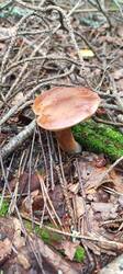 IMG_20260714_113416_939.thumb.jpg.c43eacd99e383aade12389c2d14df52f.jpg