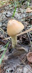 IMG_20260714_115304_187.thumb.jpg.969b0522c1846902d5b2ce787a868eda.jpg