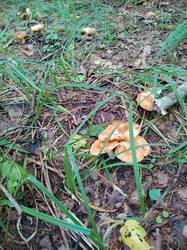 IMG_20260714_170641.thumb.jpg.abfebabe5cd88eb22300db770f195a53.jpg