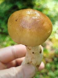 IMG_20260715_104552.thumb.jpg.5805ecb0b8114a2e8674062d2072ea97.jpg