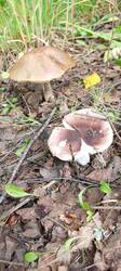 IMG_20260715_134228_804.thumb.jpg.7246dd6ec39283583677b7ae2bb710ef.jpg