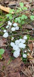 IMG_20260715_140225_789.thumb.jpg.f4fa593d7156a4c29d41af3bfbe8e6cf.jpg