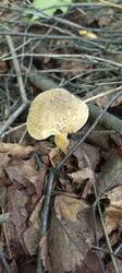 IMG_20260715_142753_651.thumb.jpg.81d90341544f0e5899ae42d3f021f165.jpg