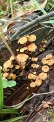 IMG_20260715_143131_686.thumb.jpg.bed02c571150f02ac688241c59649e56.jpg