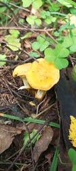 IMG_20260715_151554_687.thumb.jpg.a84db1520e952be08102eee76fed186f.jpg