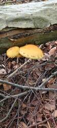 IMG_20260715_152534_365.thumb.jpg.8ea0c87e771ff37806ba7d5cdf90248a.jpg