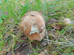 IMG_20260716_144934_388.jpg