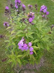 IMG_20260716_191807.jpg