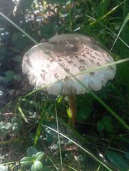 IMG_20260717_072256.thumb.jpg.d504cbc62f01d305ae70098eb180c940.jpg