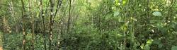 IMG_20260717_073325.thumb.jpg.e2db881b744881816c1e61b4a5c74a9f.jpg