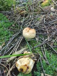 IMG_20260717_185039.thumb.jpg.fe97ab805ac6e1093dd566f12fc862c9.jpg