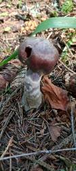 IMG_20260718_101553_408.thumb.jpg.2881d3566d7b253acb9115646199e11e.jpg