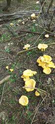 IMG_20260718_104713_830.thumb.jpg.f11033aa4040f61e4ddd1e07e8f1d40c.jpg