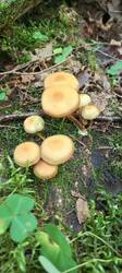 IMG_20260718_105142_587.thumb.jpg.092c53e320eedab1b4bd87b1761a7bcf.jpg
