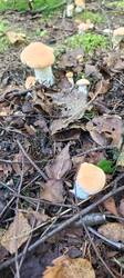 IMG_20260718_105944_139.thumb.jpg.a8b9b3914768fbb197350a4c3a89a4df.jpg