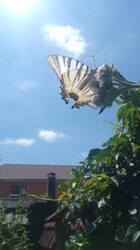 IMG_20260718_120004.jpg