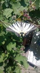 IMG_20260718_120048.jpg