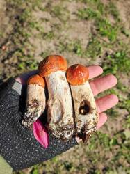IMG_20260719_071340.thumb.jpg.0f56510a949d96be4052f229c5a32509.jpg