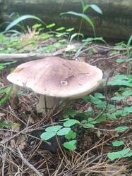 IMG_20260719_071521.thumb.jpg.f432e2003767f64785d38eeebfbb01ce.jpg