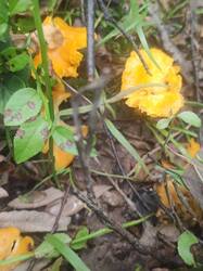 IMG_20260719_071617.thumb.jpg.ff64cc09f7d8ce96e9d2194123fda4ca.jpg
