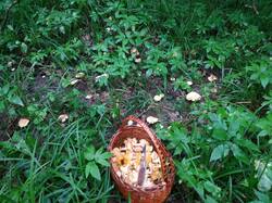 IMG_20260719_081907.jpg