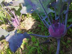 IMG_20260719_084745.thumb.jpg.c835792e740dd670a5f2b8f0833ead6f.jpg