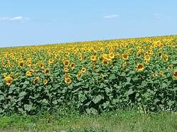 IMG_20260719_120324.jpg