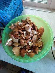 IMG_20260719_121727_1.jpg