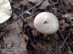 IMG_20260719_132111_gcam_3.2.thumb.jpg.e02249ec10fc895abe0ed1caadd92296.jpg