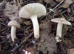 IMG_20260719_132228_gcam_3.2.thumb.jpg.beeaac5ae97a16751bc0f5db6b031d9f.jpg
