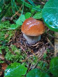 IMG_20260721_064850.thumb.jpg.45c24bd34ae6bfcfa71868ea09a1c8e9.jpg