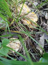 IMG_20260721_145538.thumb.jpg.0c418c382f608a4fad237e69193da3ca.jpg