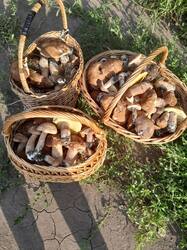 IMG_20260721_145951_021.thumb.jpg.9c3d0f85719e8bb2e2140c921b2f5184.jpg
