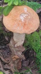 IMG_20260721_162206.jpg