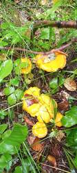 IMG_20260722_071343_458.thumb.jpg.c5e5ffab0929650f6bc11625627be897.jpg