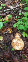 IMG_20260722_071613_850.thumb.jpg.c2e483f05a50ff217778469004a49bbb.jpg