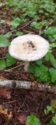 IMG_20260722_083018_353.thumb.jpg.dba31010cf886c8dd1448f9a9c40669a.jpg