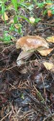 IMG_20260722_090914_029.thumb.jpg.f02648e1cb81e0276bc66cf1e1ac952d.jpg