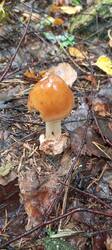 IMG_20260722_092351_939.thumb.jpg.b0cbc7e3f68ac2e47bc897bc3fdac3eb.jpg