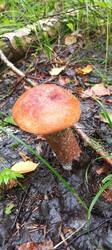 IMG_20260722_092645_709.thumb.jpg.57ca40768d278f1183c56c9da8a22499.jpg