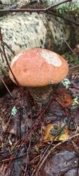 IMG_20260722_092659_029.thumb.jpg.eb3bf83c36edbd7c5329a3b9a1fb4f56.jpg