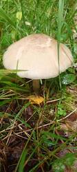 IMG_20260722_093758_911.thumb.jpg.043a58a0212fa1d6620f6cb2f8d1e590.jpg