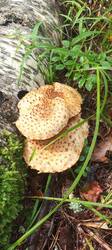 IMG_20260722_103042_778.thumb.jpg.62fc12535bf310dba5e0854ea8f23b9f.jpg