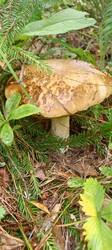 IMG_20260722_110146_520.thumb.jpg.294d617076ce1e432faf362a098ebe2a.jpg