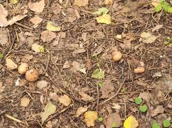 IMG_20260722_145401.thumb.jpg.f4e21fad84b30ce859dc400b56f13ae0.jpg