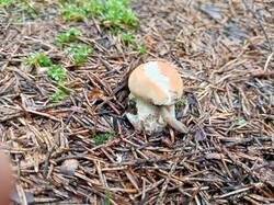 IMG_20260723_083131_169.jpg