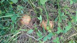 IMG_20260723_180216.jpg