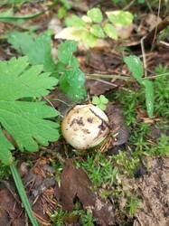 IMG_20260724_054742_500.thumb.jpg.4729fbd836c2a94114eae9677f1f36a6.jpg