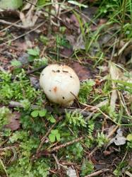 IMG_20260724_054754_049.thumb.jpg.ee596c0afe142b95e644757f979f70e9.jpg